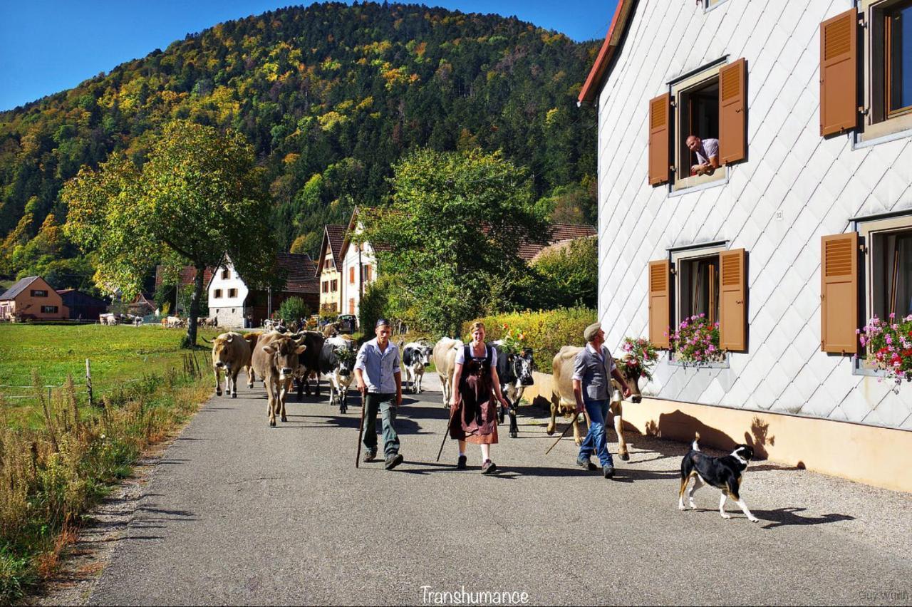 Chalet Du Silberrain Pres De Colmar - Cheminee, Sauna, Piscine Partagee Osenbach Exteriér fotografie